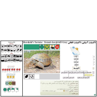 گونه لاکپشت آسیایی Russian Turtle